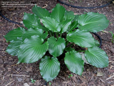 Hosta 